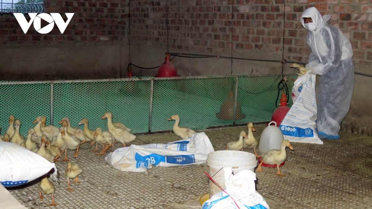 Phát hiện ổ dịch H5N1, tiêu hủy 1.700 gia cầm ở Kon Tum